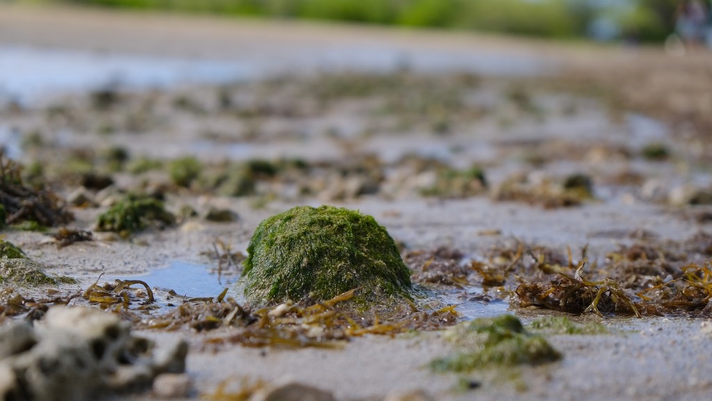 Proper Care For Your Menstrual Sea Sponge
