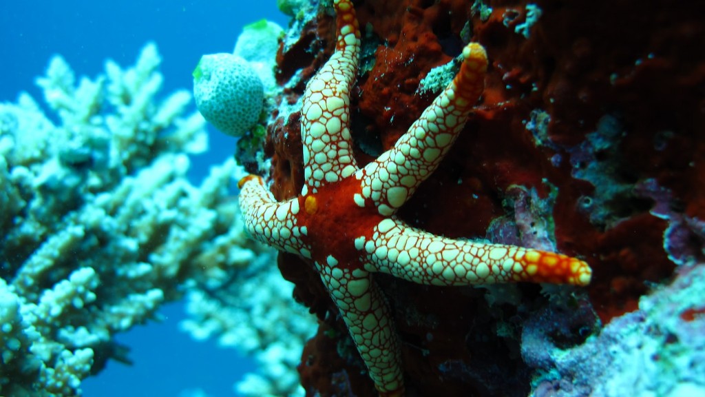A Sea Sponge Deuterostome Is A Type Of Animal That Belongs To The Phylum Echinodermata, Which Includes Organisms Such As Starfish And Sea Urchins. Sea Sponge Deuterostomes Are Characterized By Their Unique Body Structure, Feeding Habits, And Reproductive Strategies. Scientists Believe That The Deuterostomes Are The Ancestors Of The Vertebrates, Although The Current Understanding Of These Organisms Is Limited. 