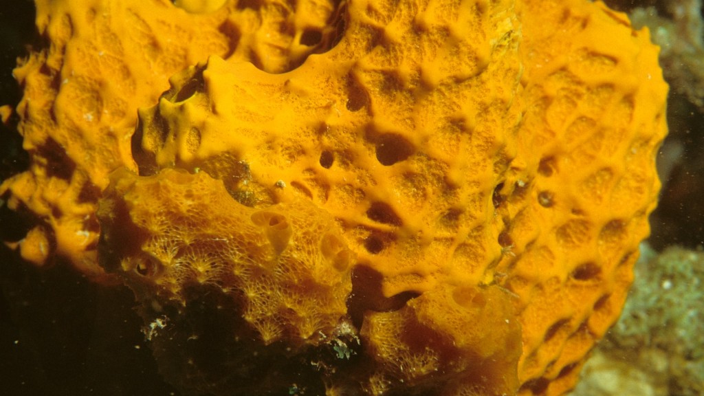 Science Of Sea Sponge