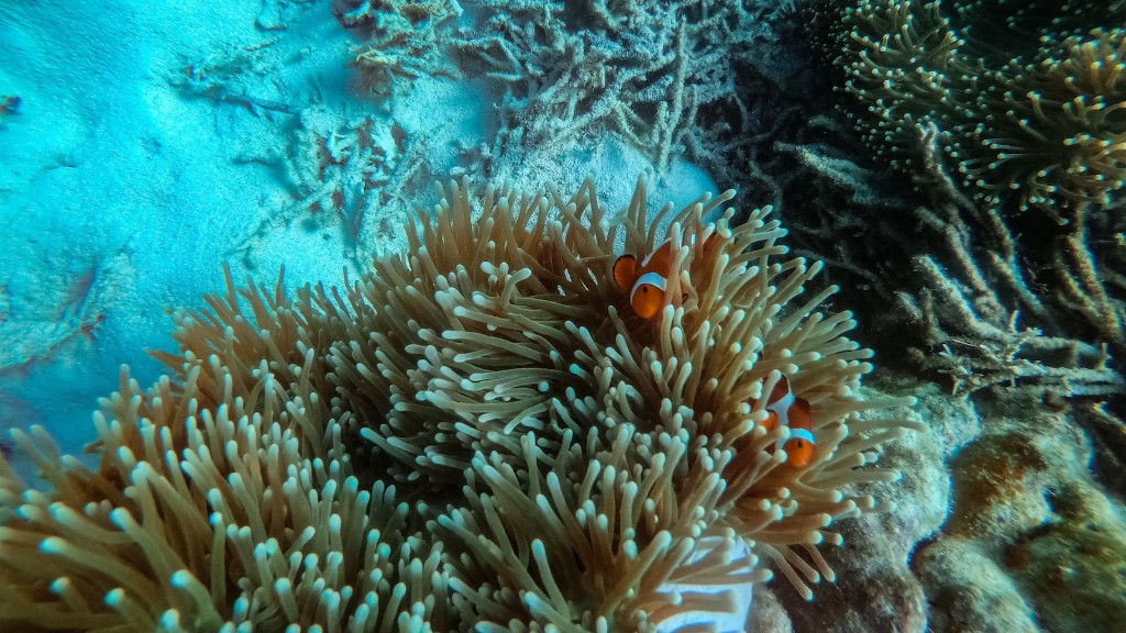 How To Get A Sea Sponge Out