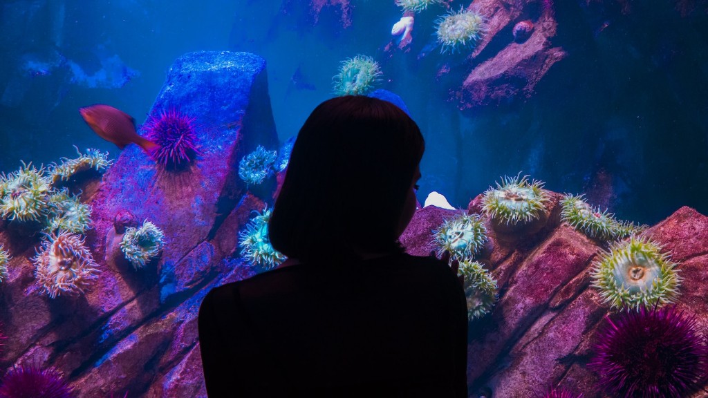 Coral Sea Sponge