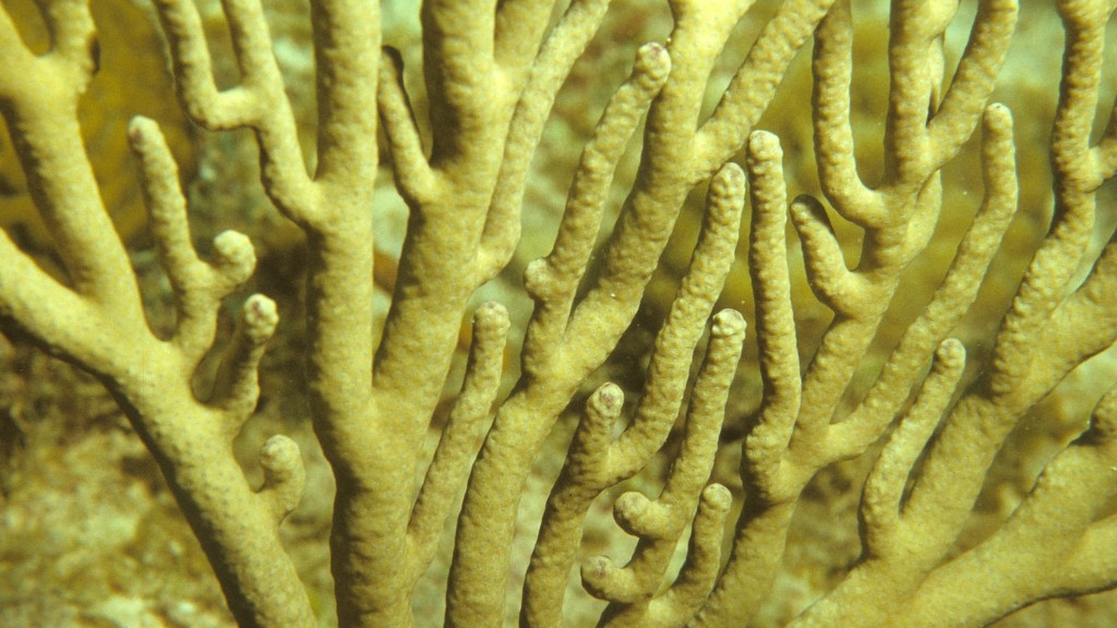 Types Of Sea Sponge And Coral To Dry For Home