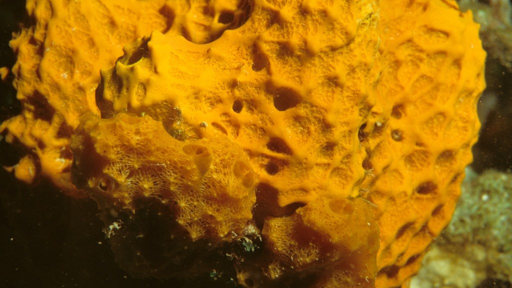 Oldest Sea Sponge Alive